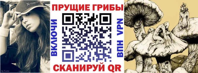 Псилоцибиновые грибы Psilocybe  Купить  Морозовск 